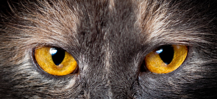 Yeux d'un chat en gros plan