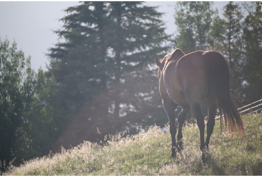 Pourquoi, quand et quels vermifuges administrer à mon cheval ?