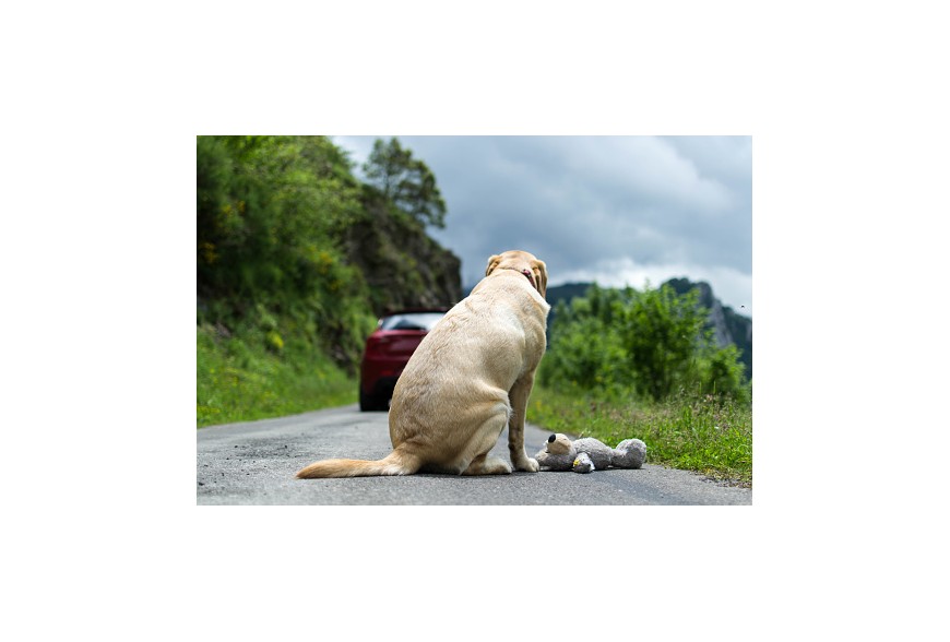 Partir en vacances avec des animaux : des solutions existent ! 