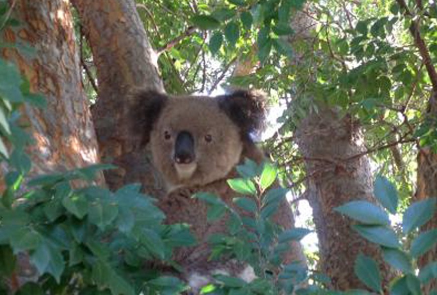 Aidons les Koalas 