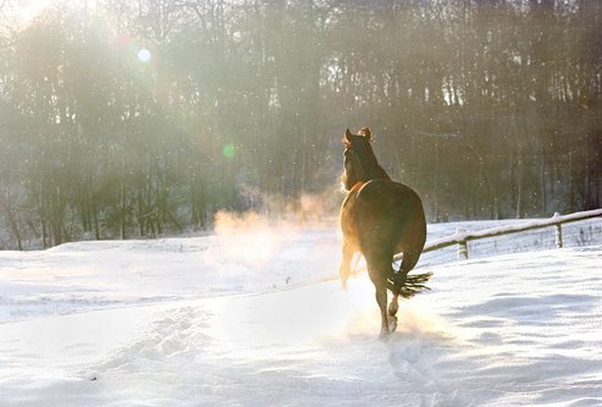 Pourquoi donner des vitamines à son cheval ?