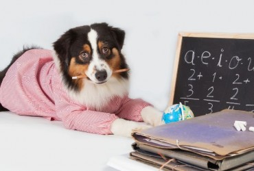 Les animaux font leur rentrée 