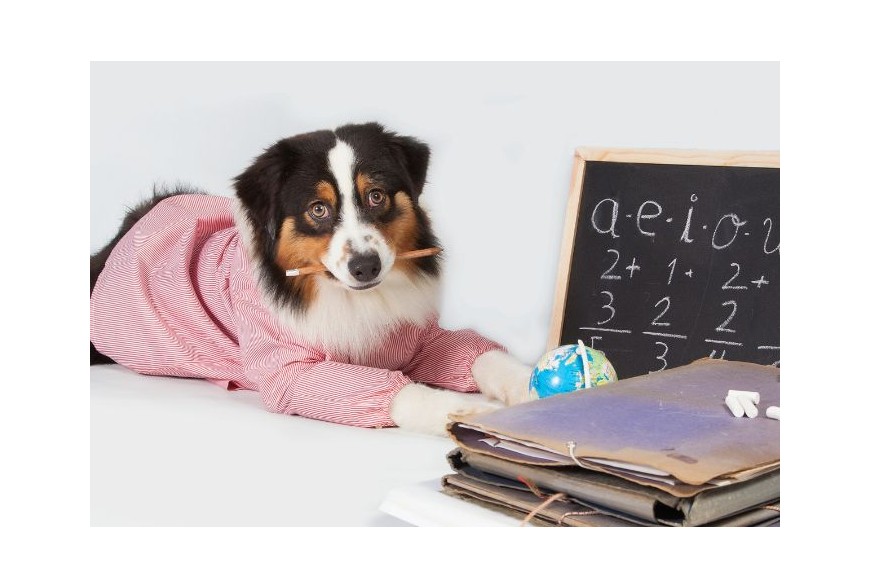 Les animaux font leur rentrée 