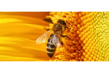 Protégeons nos abeilles avec nos nouveaux produits antiparasitaires !