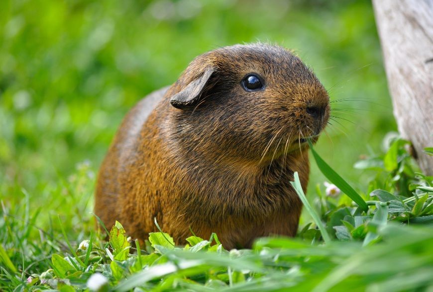 Découvrez l'Excellence Nutritionnelle avec Supreme Science Selective pour vos Petits Animaux