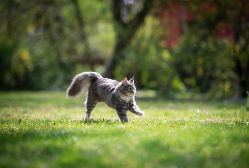 Soulager les Troubles Respiratoires de vos Animaux avec des Plantes Bienfaisantes