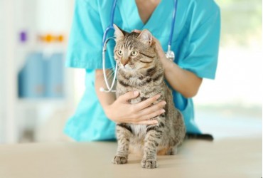 Les 10 signes que votre animal de compagnie a besoin de voir un vétérinaire