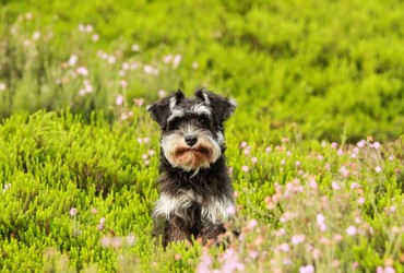 Allergies saisonnières chez les animaux : comment les soulager naturellement ?
