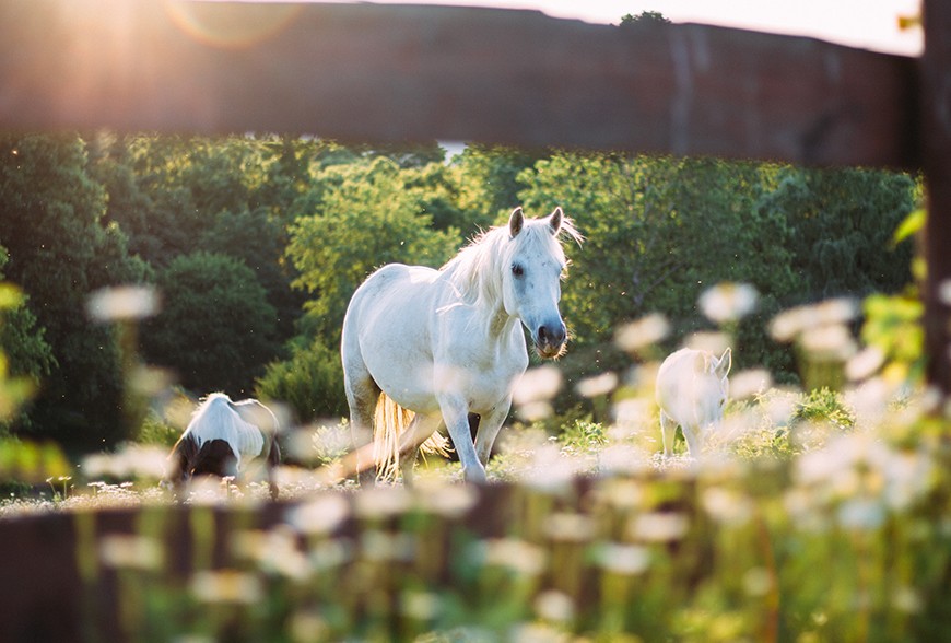 Proferm, Améliorez la santé de votre cheval grâce aux EM!