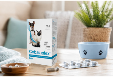 Notre pépite du jour : Cobalaplex pour chiens et chats